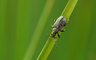 Weevil (Polydrusus cervinus)